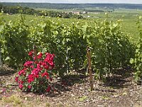 0704 - 07 : Europe, France, Places, SJC - 2008, Verzenay, Voyages, zzLocalisations GPS