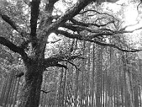 R0011769 - conv