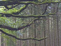 R0011773 - conv