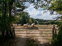 SJC 2018 - 089 : LensTagger