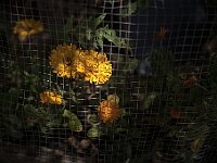 SJC 2019 - 2669 : LensTagger