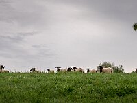 SJC 2019 - 1053 : LensTagger