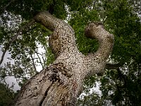 SJC 2019 - 1067 : LensTagger