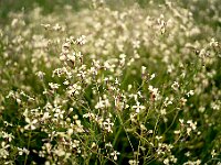 SJC 2019 - 0865 : LensTagger