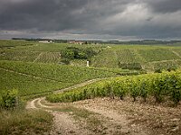 Accolay - Chablis