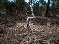 SJC 2019 - 0155 : LensTagger